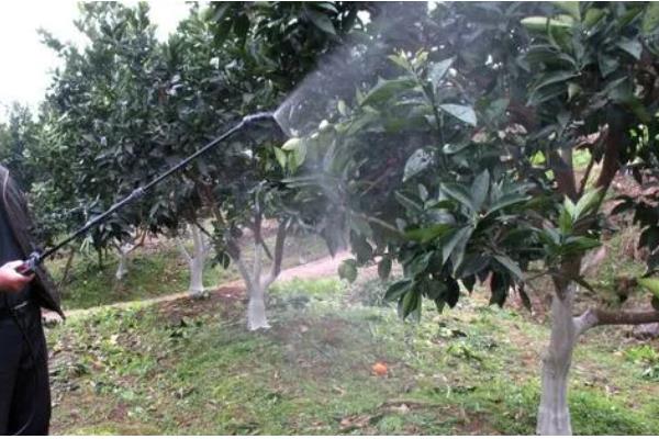 香橼怎么种植，可以用种子、扦插繁殖