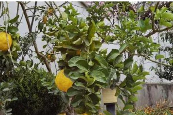 香橼怎么种植，可以用种子、扦插繁殖