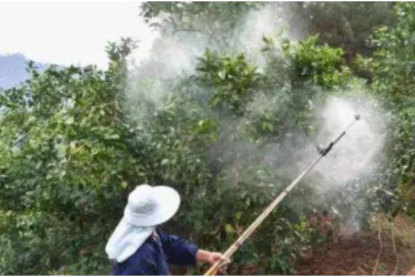 香橼怎么种植，可以用种子、扦插繁殖