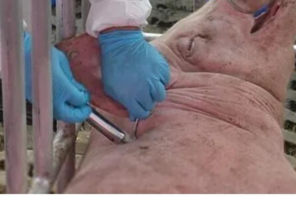 母猪产后肚胀不食怎么处理，选用柴胡和青霉素进行肌肉注射