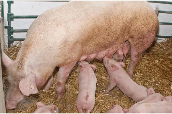 母猪产后肚胀不食怎么处理，选用柴胡和青霉素进行肌肉注射