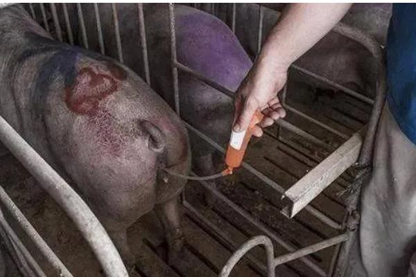 母猪产后肚胀不食怎么处理，选用柴胡和青霉素进行肌肉注射