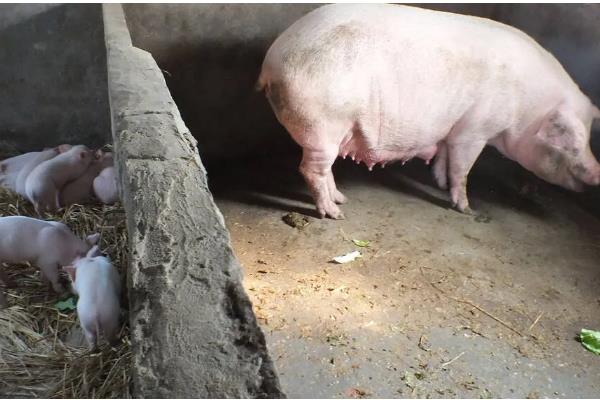 母猪产后肚胀不食怎么处理，选用柴胡和青霉素进行肌肉注射
