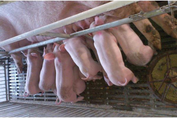 母猪产后肚胀不食怎么处理，选用柴胡和青霉素进行肌肉注射