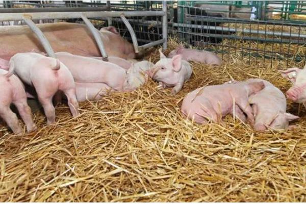 母猪产后肚胀不食怎么处理，选用柴胡和青霉素进行肌肉注射