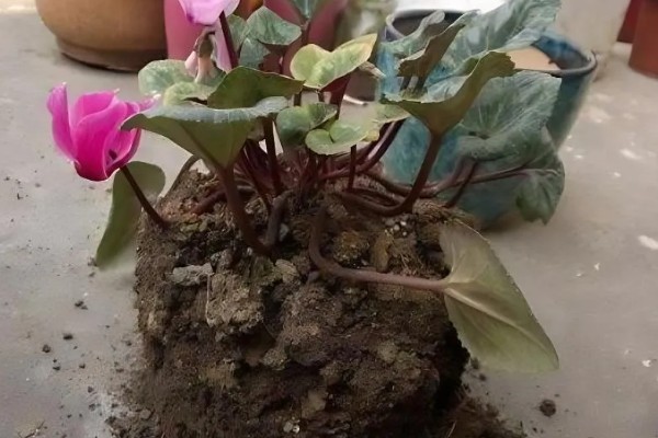 怎么种植萝卜莲，把温度保持在15-20℃