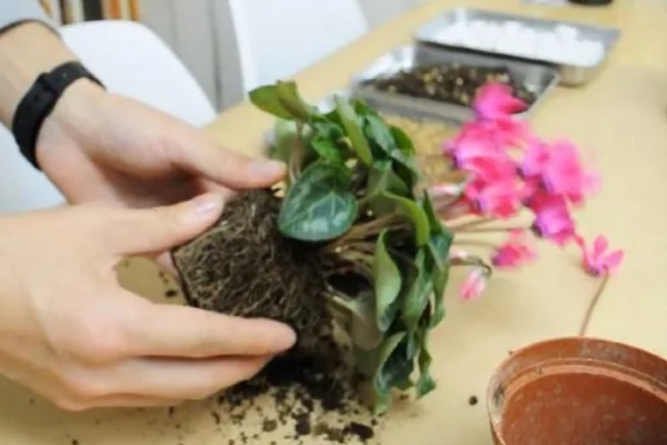 怎么种植萝卜莲，把温度保持在15-20℃