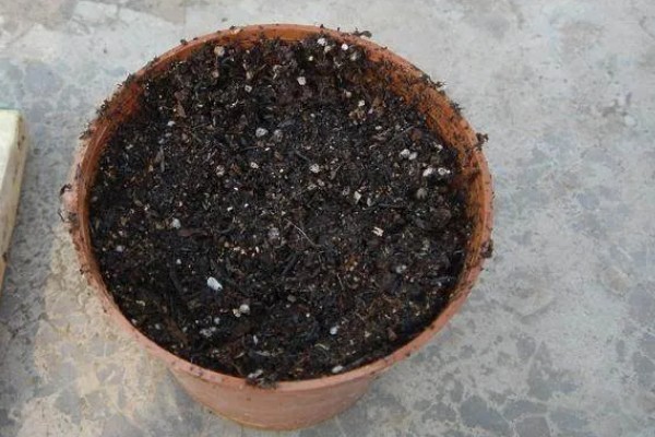 怎么种植萝卜莲，把温度保持在15-20℃