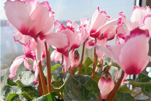 怎么种植萝卜莲，把温度保持在15-20℃