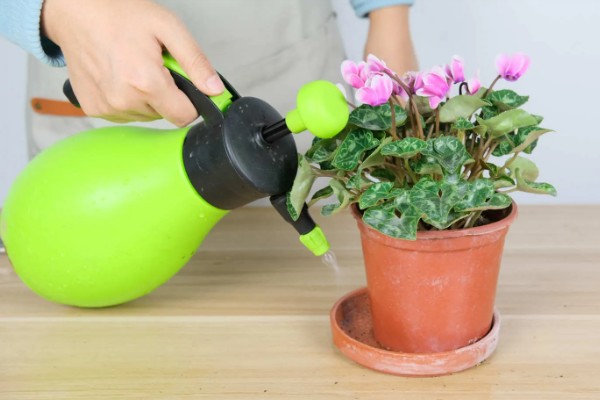 怎么种植萝卜莲，把温度保持在15-20℃