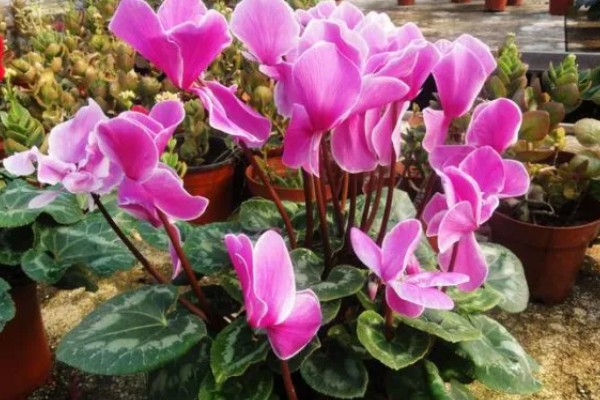 怎么种植萝卜莲，把温度保持在15-20℃