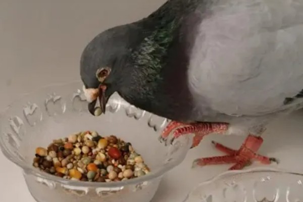 鸽子的饲养方法,每天需要喂料两次