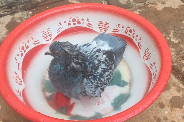 鸽子的饲养方法,每天需要喂料两次