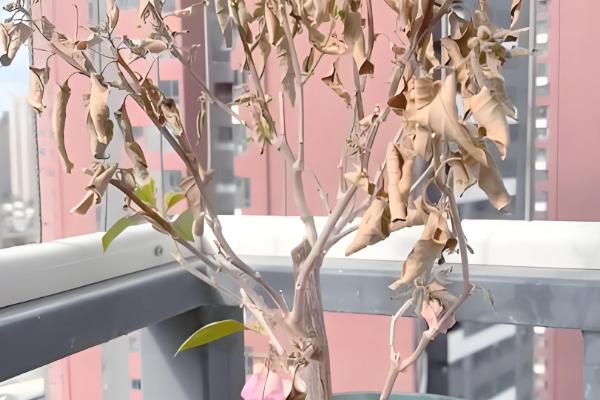 冬天三角梅的叶子落光的原因,可能是温度过低所致