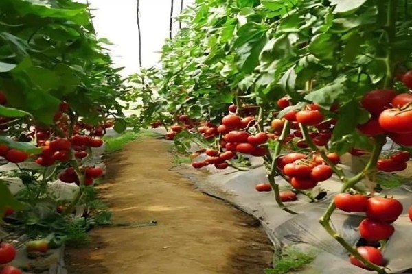 番茄圆纹病的防治方法，发病初期用百菌清烟剂熏