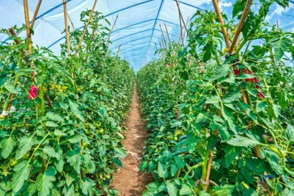 番茄圆纹病的防治方法，发病初期用百菌清烟剂熏