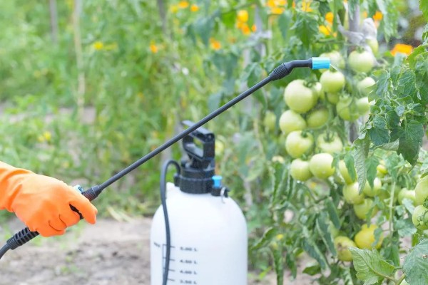 番茄圆纹病的防治方法，发病初期用百菌清烟剂熏