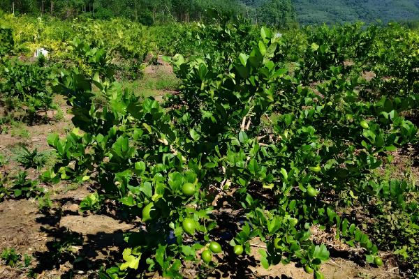 柠檬的种植条件，一般在肥沃深厚的土壤种植