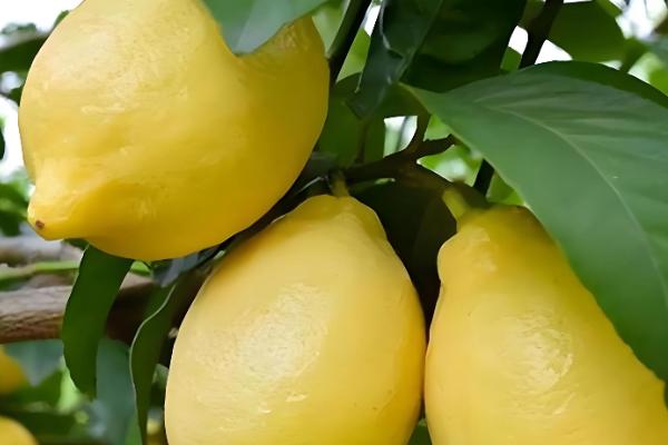 柠檬的种植条件，一般在肥沃深厚的土壤种植