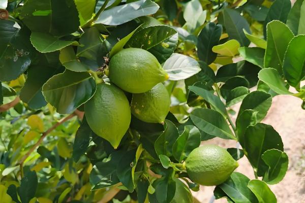 柠檬的种植条件，一般在肥沃深厚的土壤种植