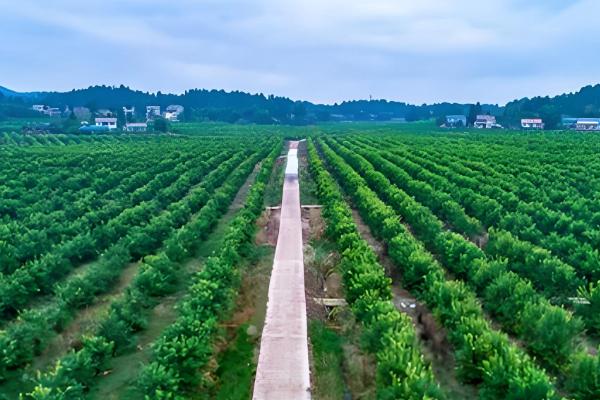 柠檬的种植条件，一般在肥沃深厚的土壤种植