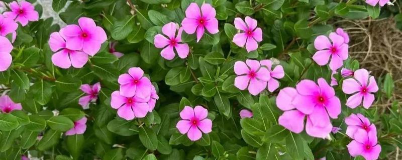 哪些花的花期很长，常见长春花、三角梅等品种