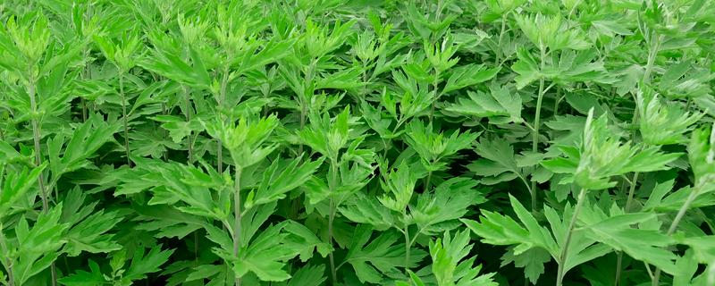 艾草种子如何种植，可直播或育苗移栽