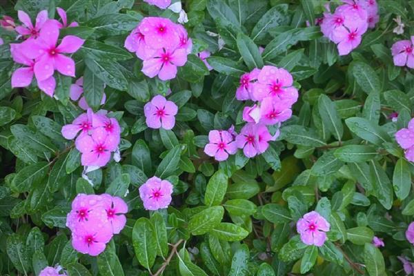 哪些花的花期很长,常见长春花、三角梅等品种
