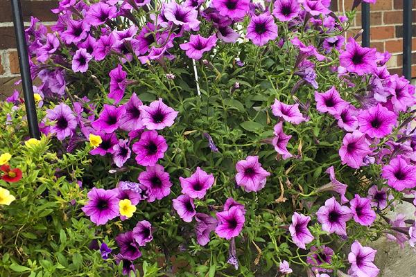 哪些花的花期很长,常见长春花、三角梅等品种