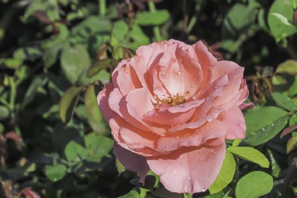 哪些花的花期很长,常见长春花、三角梅等品种