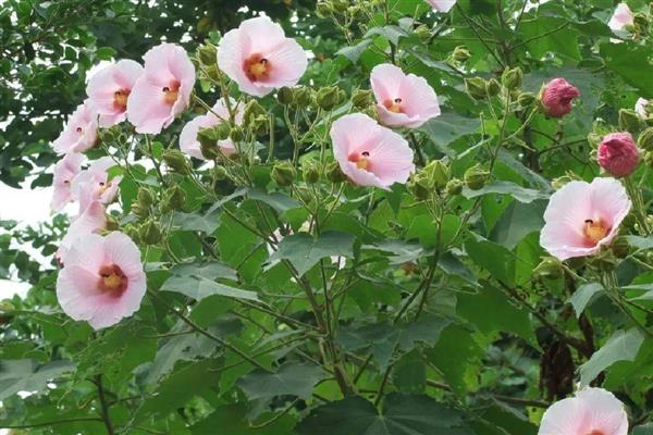 哪些花的花期很长,常见长春花、三角梅等品种