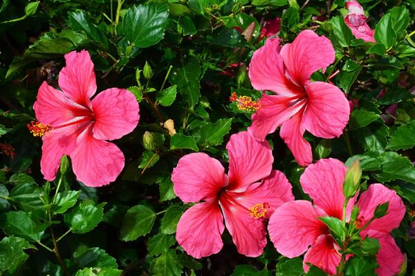 哪些花的花期很长,常见长春花、三角梅等品种
