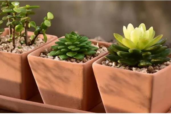 红陶盆养多肉有什么坏处,易导致缺水