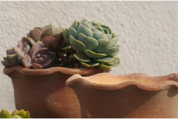 红陶盆养多肉有什么坏处,易导致缺水