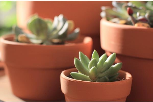 红陶盆养多肉有什么坏处,易导致缺水