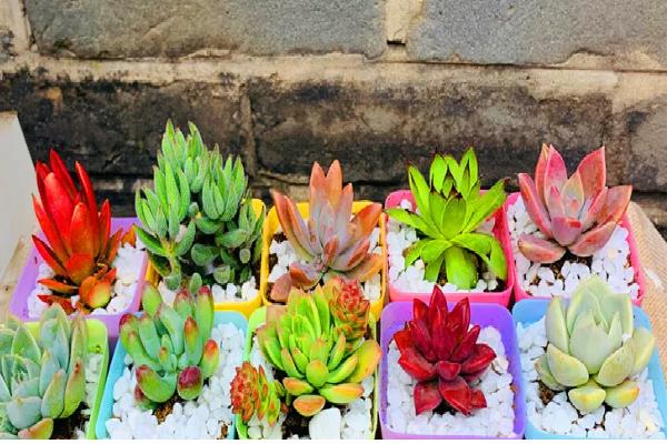 红陶盆养多肉有什么坏处,易导致缺水