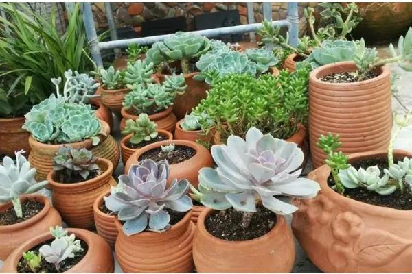 红陶盆养多肉有什么坏处,易导致缺水