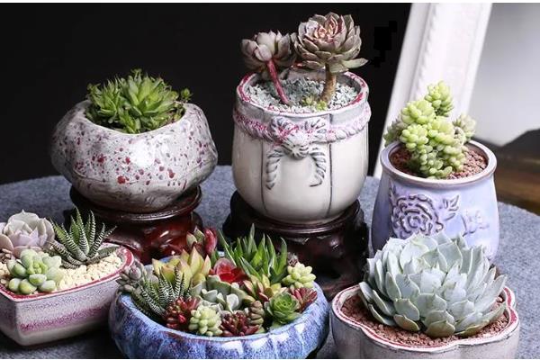 红陶盆养多肉有什么坏处,易导致缺水