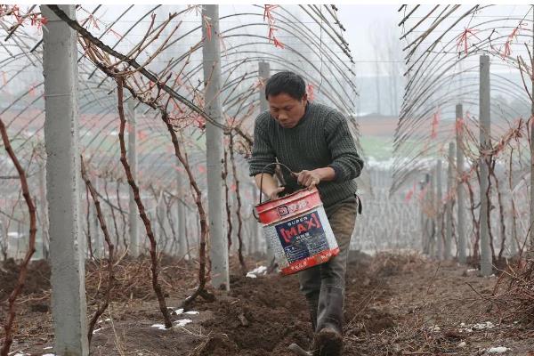 葡萄越冬不埋土有什么方式,可以为葡萄搭建大棚