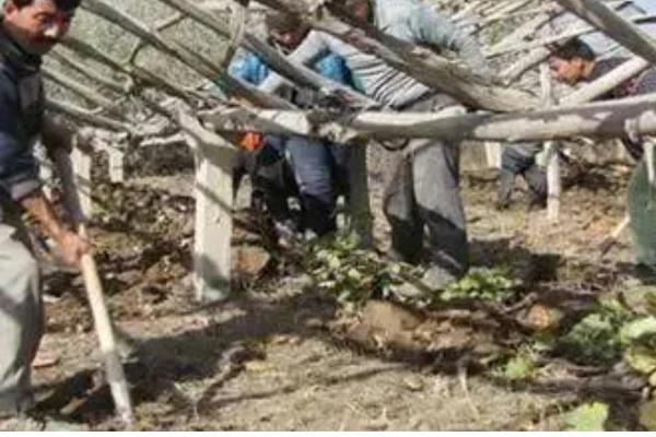 葡萄越冬不埋土有什么方式,可以为葡萄搭建大棚