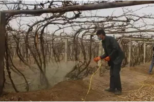 葡萄越冬不埋土有什么方式,可以为葡萄搭建大棚