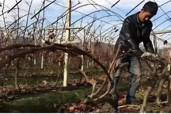 葡萄越冬不埋土有什么方式,可以为葡萄搭建大棚