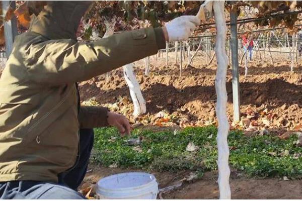 葡萄越冬不埋土有什么方式,可以为葡萄搭建大棚