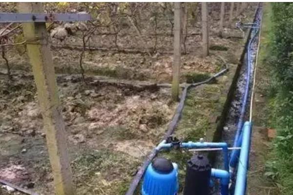 葡萄越冬不埋土有什么方式,可以为葡萄搭建大棚