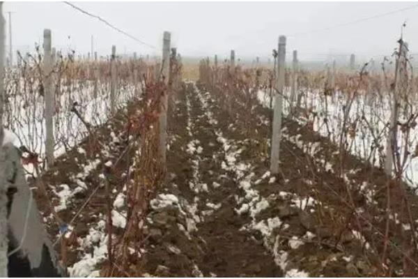 葡萄越冬不埋土有什么方式,可以为葡萄搭建大棚