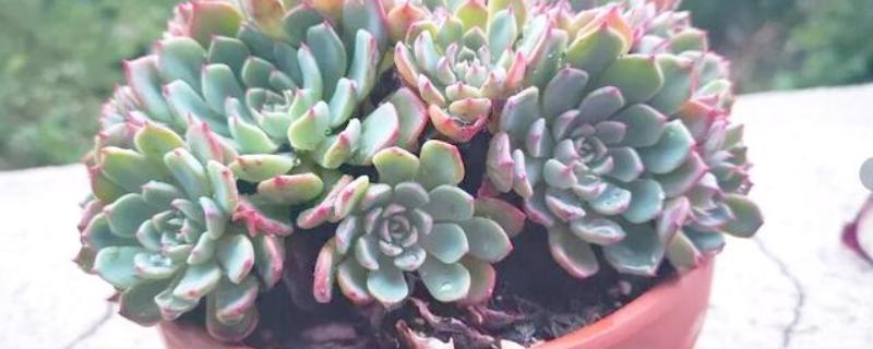 红陶盆养多肉有什么坏处，易导致缺水