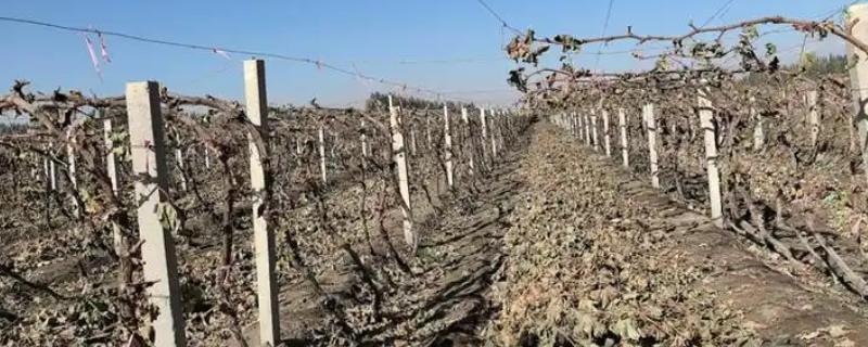 葡萄越冬不埋土有什么方式，可以为葡萄搭建大棚