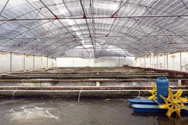 甲鱼的生长周期,温室养殖时仅需8-12个月即可出售