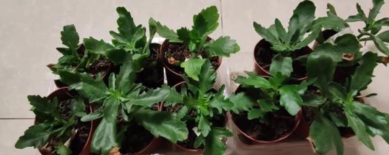 羽叶长寿花好还是圆叶长寿花好，二者的价值相同