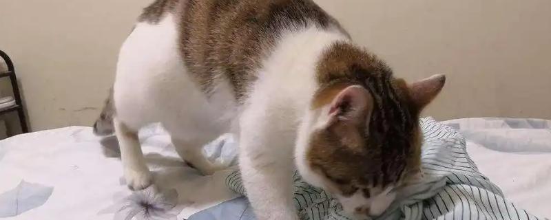 猫咪踩奶时的注意事项，切记不可打扰